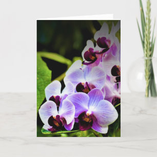 Orchid, card