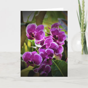 Orchid, card