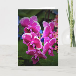 Orchid, card