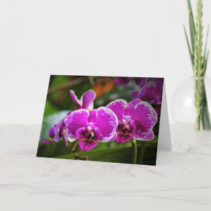 Orchid, card