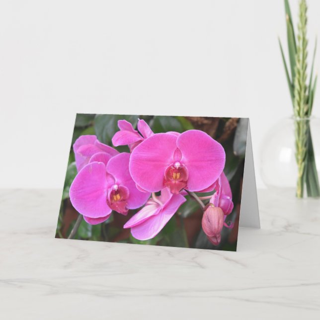 Orchid, card (Front)