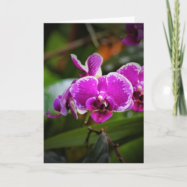 Orchid, card (Front)