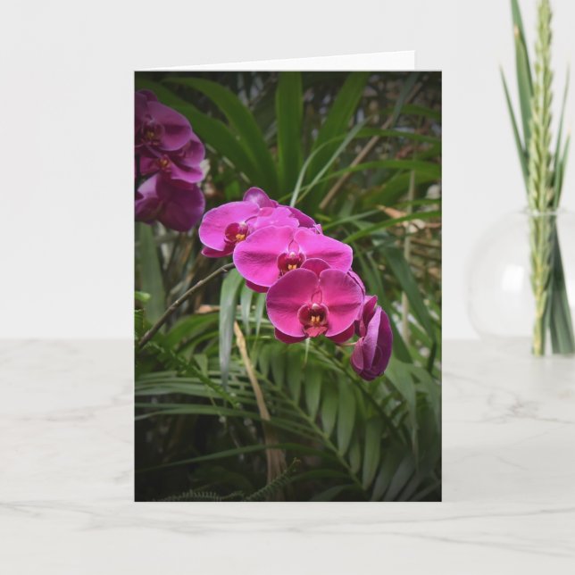 Orchid, card (Front)