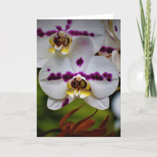 Orchid, card