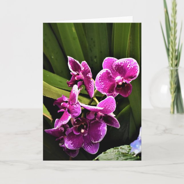 Orchid, card (Front)