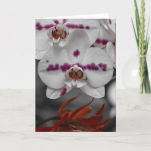 Orchid, card