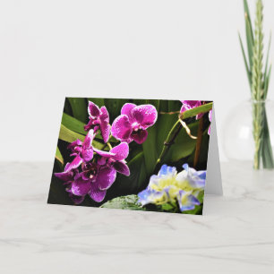 Orchid, card