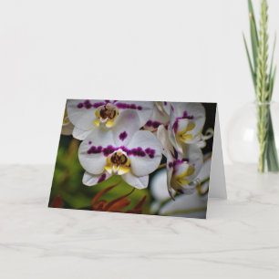 Orchid, card