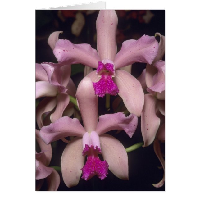 Orchid, (Cattleya amethystoglossa), Eastern (Front)