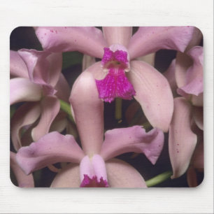 Orchid, (Cattleya amethystoglossa), Eastern Mouse Pad