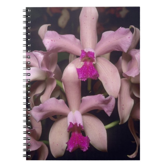 Orchid, (Cattleya amethystoglossa), Eastern Notebook (Front)