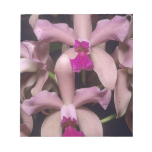 Orchid, (Cattleya amethystoglossa), Eastern Notepad