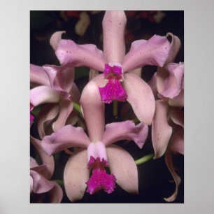 Orchid, (Cattleya amethystoglossa), Eastern Poster