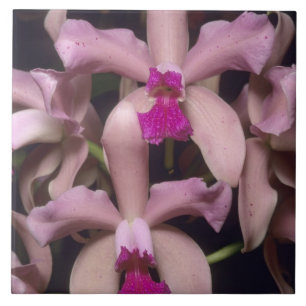 Orchid, (Cattleya amethystoglossa), Eastern Tile
