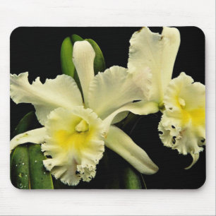 Orchid cattleya (Deesse Charles) flowers Mouse Pad