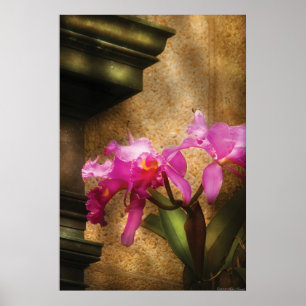 Orchid - Cattleya Poster