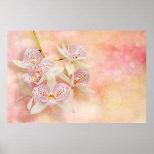 Orchid - Caulocattleya - The twinkle in my eye Poster