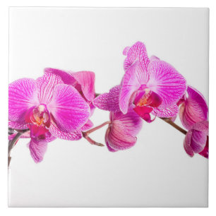 Orchid Ceramic Tile