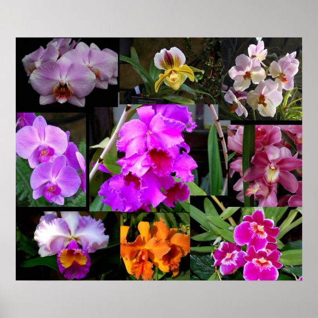 Orchid Collage Poster (Front)