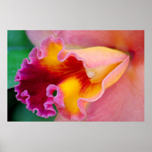 Orchid Colours Poster