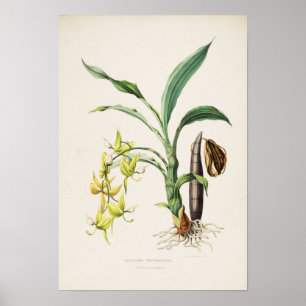 Orchid Cycnoches ventricosum Print by Bateman 1842