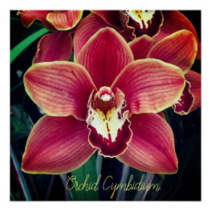 Orchid. Cymbidium Poster