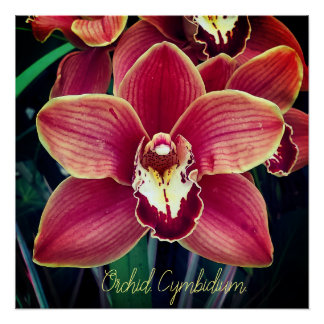 Orchid. Cymbidium Poster