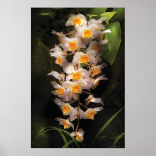 Orchid - Dendrobium Orchid Poster