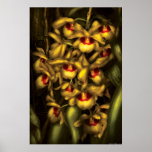 Orchid - Dendrobium Orchids Poster