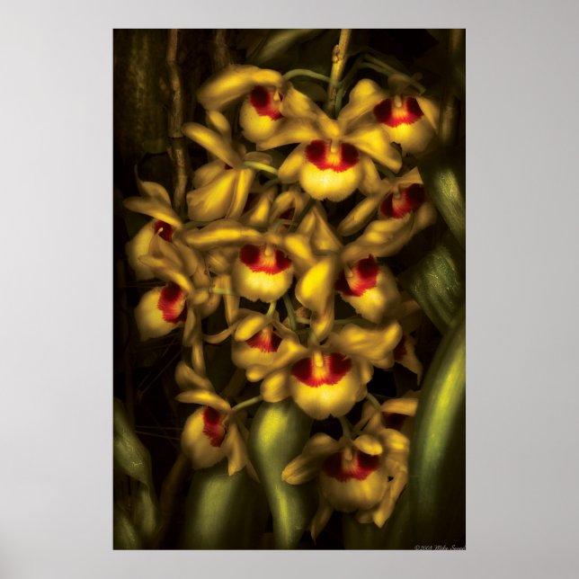 Orchid -  Dendrobium Orchids Poster (Front)