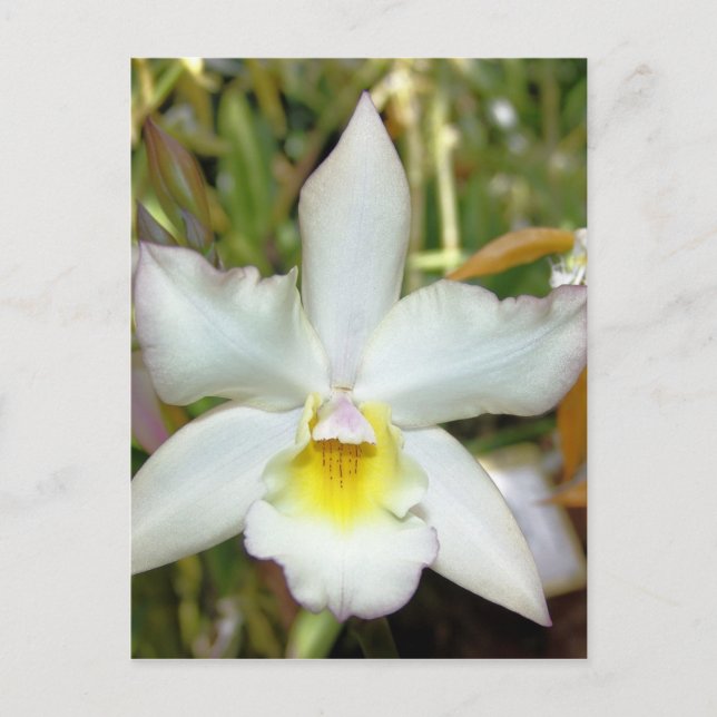 Orchid Eight Postcard (Front)