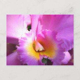 Orchid Euphoria Postcard
