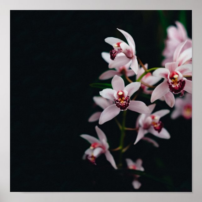 Orchid Flower Black background Poster (Front)