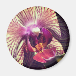 Orchid Flower Close Up Photography Magnet