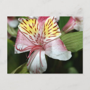Orchid flower close up, pink white yellow photo postcard