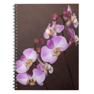 Orchid Flower Diagonal Violet White Close-Up Photo Notebook
