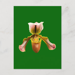 Orchid flower postcard