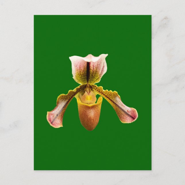 Orchid flower postcard (Front)