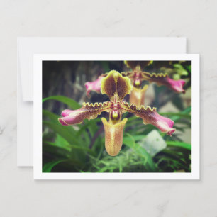 Orchid flower postcard