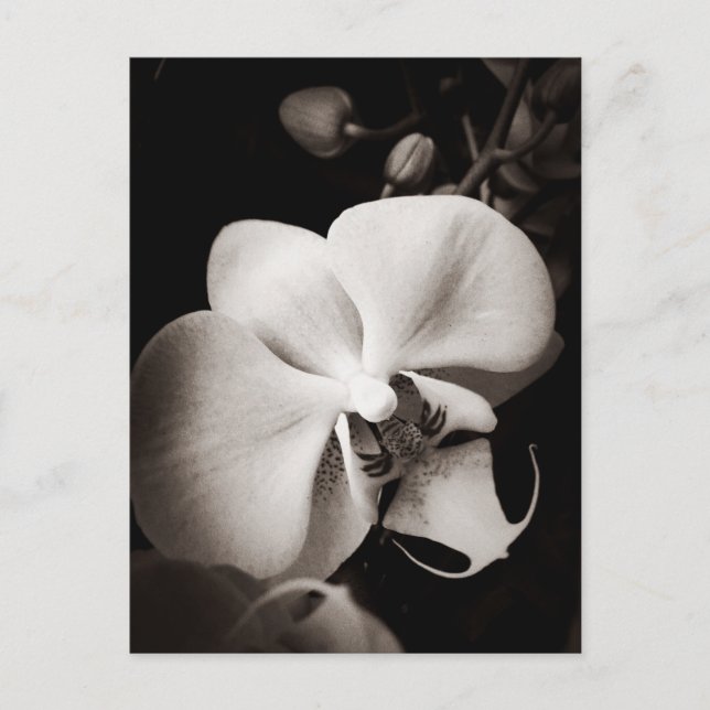 Orchid flower postcard (Front)