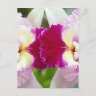 Orchid Flower Postcard