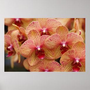 Orchid Flower Poster