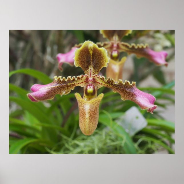 Orchid flower poster (Front)