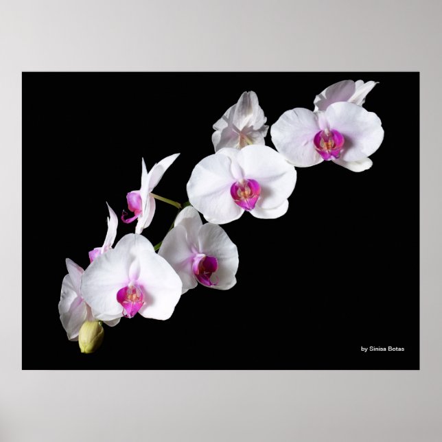 Orchid-flowers, by Sinisa Botas Poster (Front)