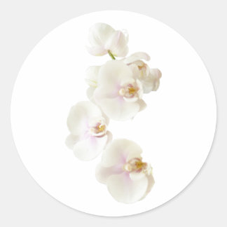 Orchid Flowers Classic Round Sticker