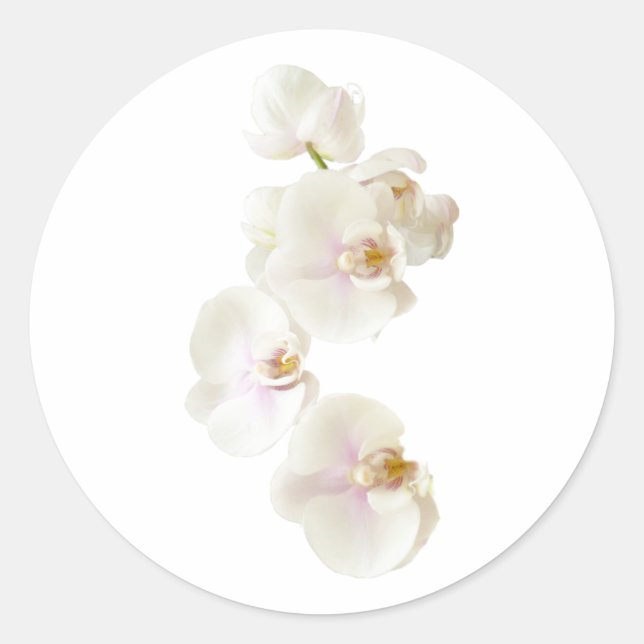 Orchid Flowers Classic Round Sticker (Front)