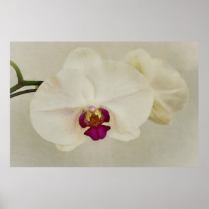 Orchid Flowers Close Up Art Poster