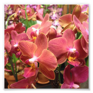 Orchid Flowers Photos Photo Print