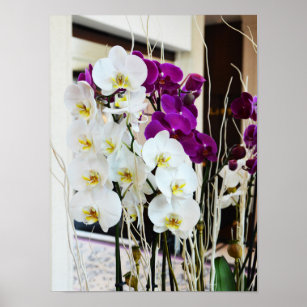 Orchid flowers poster