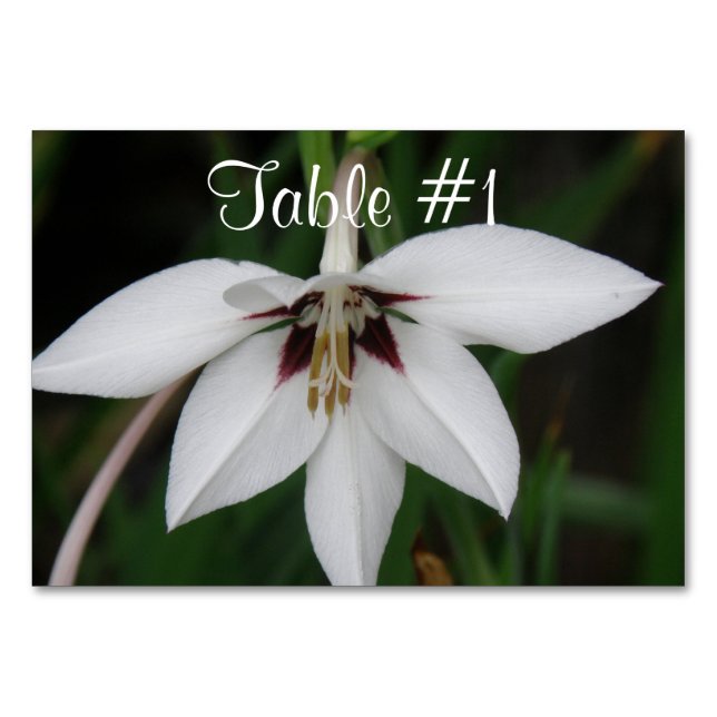 Orchid Flowers Table Number (Front)